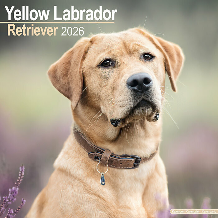 Calendrier Mural 2026 Labrador Sable
