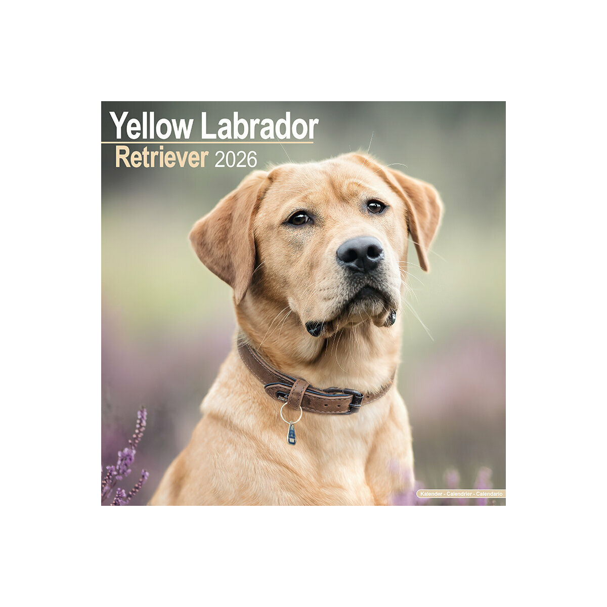 Phalaenopsis, La Reine Des Orchidées  Calendrier Mural Carré 2026 30x30 Cm Calendrier Double Avec Une Page Pour Vos Prises De Notes 9783516590067