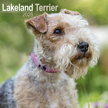 Calendrier 2025 Lakeland Terrier