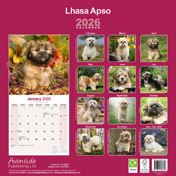 Calendrier 2026 Lhassa Apso