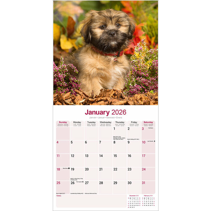 Calendrier 2026 Lhassa Apso
