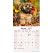 Calendrier 2026 Lhassa Apso