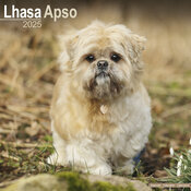 Calendrier 2025 Lhassa Apso