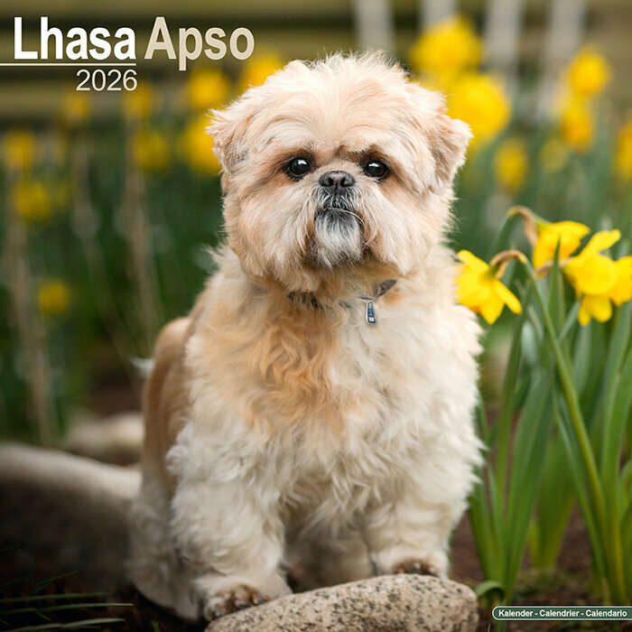 Calendrier Mural 2026 Lhassa Apso
