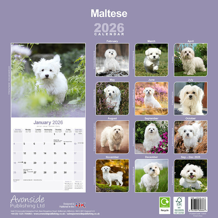 Calendrier 2026 Bichon Maltais