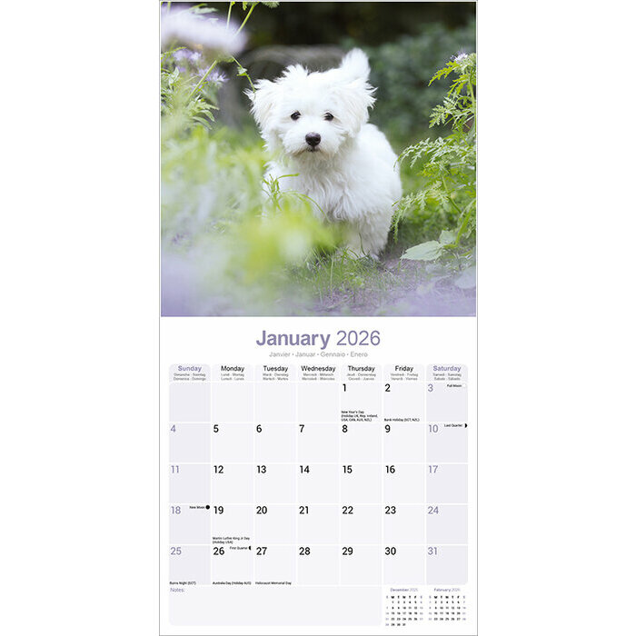 Calendrier papier 2026 Bichon Maltais
