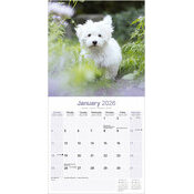 Calendrier papier 2026 Bichon Maltais