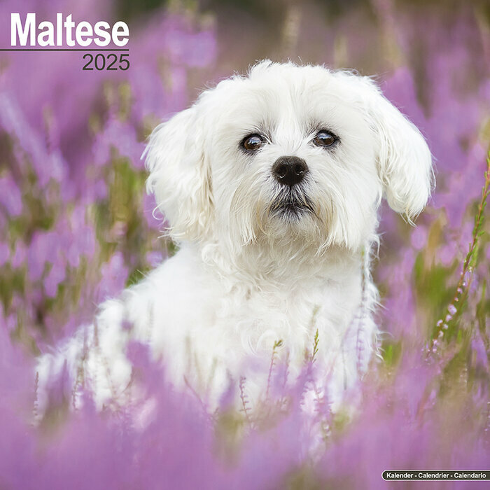 Calendrier Bichon Maltais 2025