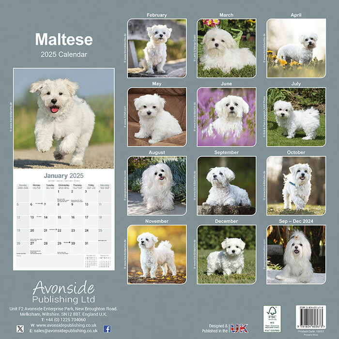 Calendrier Mural 2025 Bichon Maltais