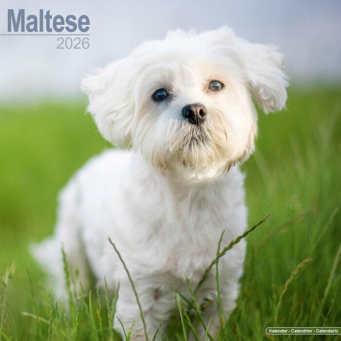 Calendrier Mural 2026 Bichon Maltais