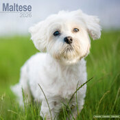 Calendrier Mural 2026 Bichon Maltais
