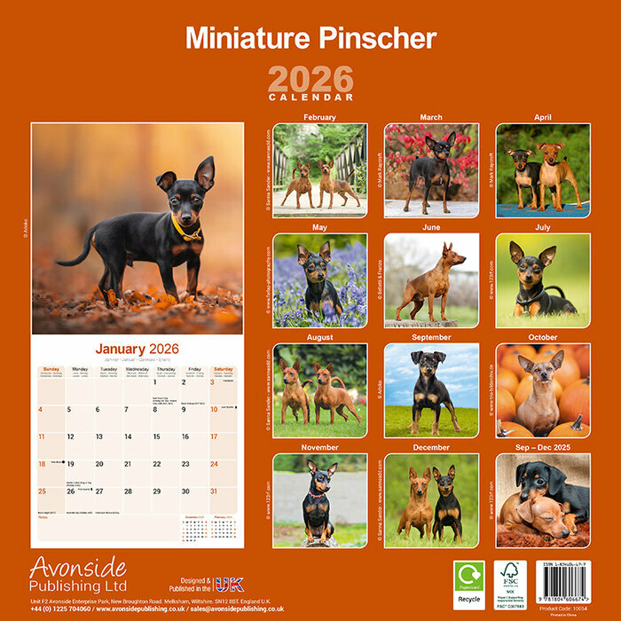 Calendrier 2026 Pinscher Nain 