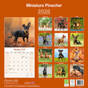 Calendrier 2026 Pinscher Nain 