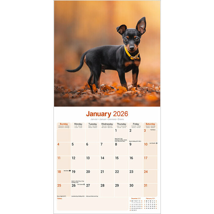 Calendrier papier 2026 Pinscher Nain 