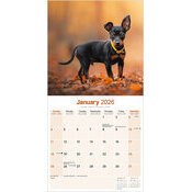 Calendrier papier 2026 Pinscher Nain 