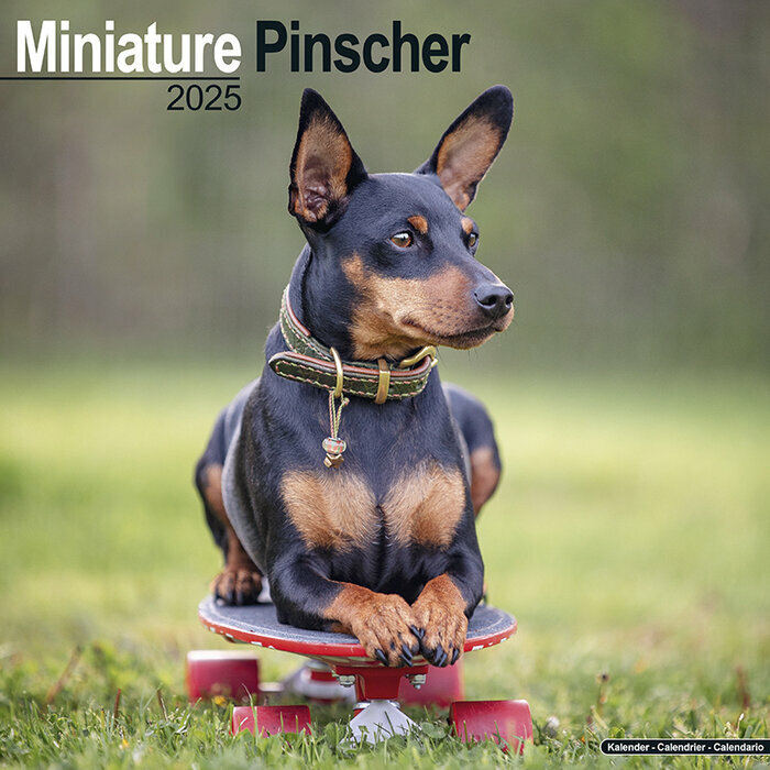 Calendrier Pinscher Nain 2025