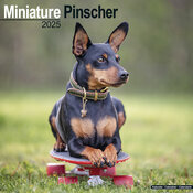 Calendrier Pinscher Nain 2025