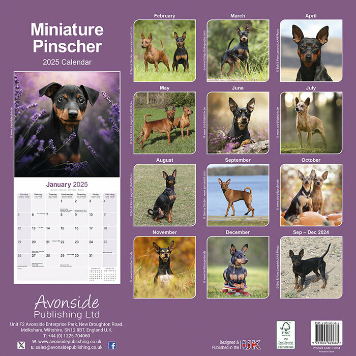 Calendrier Mural 2025 Pinscher Nain 