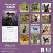 Calendrier Mural 2025 Pinscher Nain 