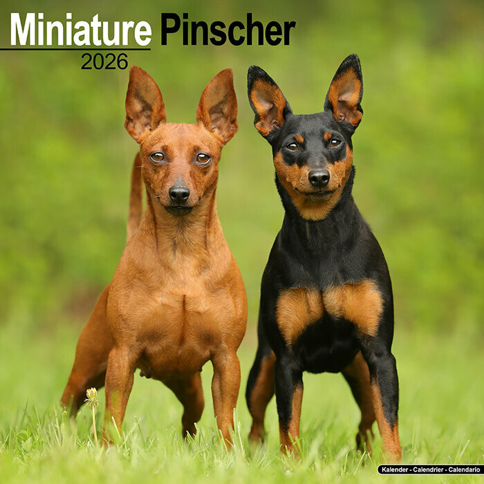 Calendrier Mural 2026 Pinscher Nain 