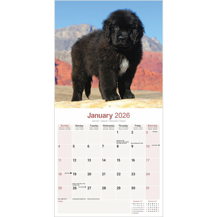 Calendrier papier 2026 Terre Neuve