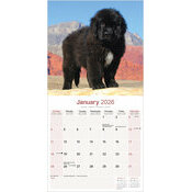 Calendrier papier 2026 Terre Neuve