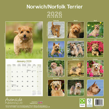 Calendrier 2025 Norwich Norfolk Terrier