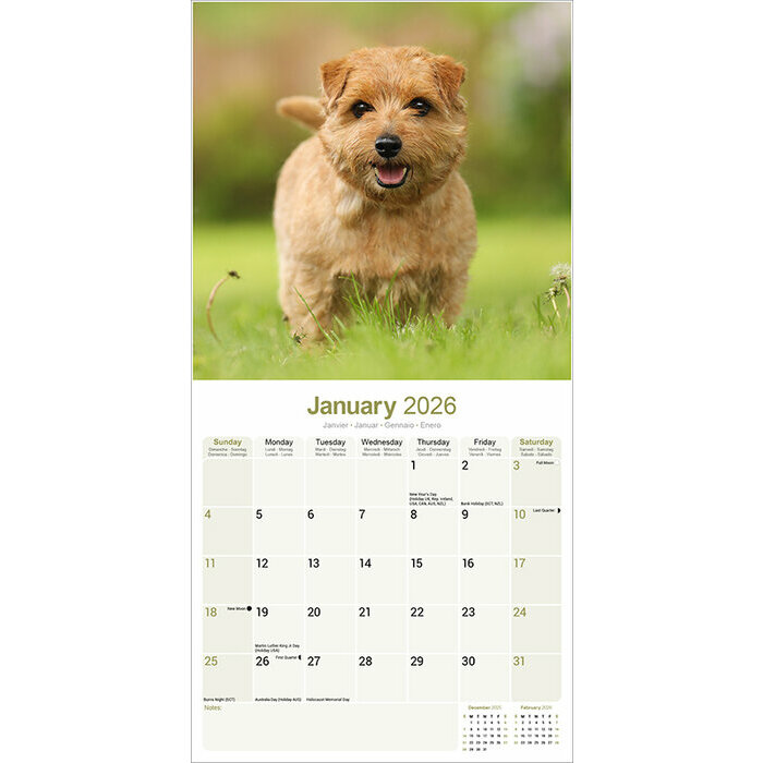 Calendrier Mural 2026 Norfolk Terrier