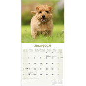 Calendrier Mural 2026 Norfolk Terrier