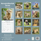 Calendrier Mural 2025 Norfolk Terrier