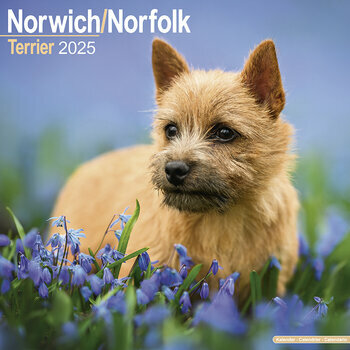 Calendrier 2025 Norwich Norfolk Terrier