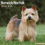 Calendrier Mural 2026 Norfolk Terrier
