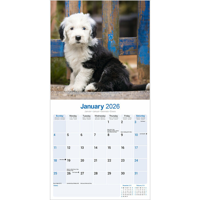 Calendrier 2026 Bobtail