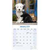 Calendrier Mural 2025 Chiot Bobtail