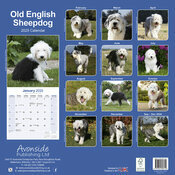 Calendrier 2025 Chien Berger Bobtail