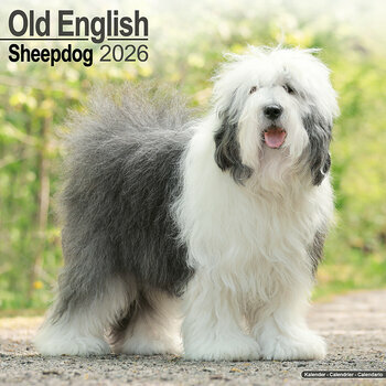 Calendrier 2026 Bobtail