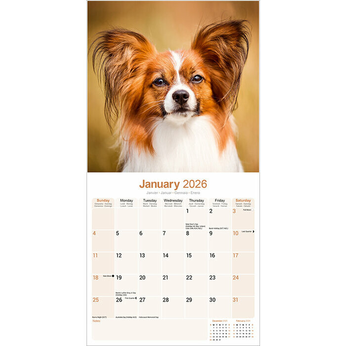 Calendrier 2026 Epagneul Papillon