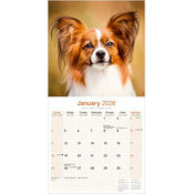 Calendrier 2025 Mural epagneul Papillon Chiot