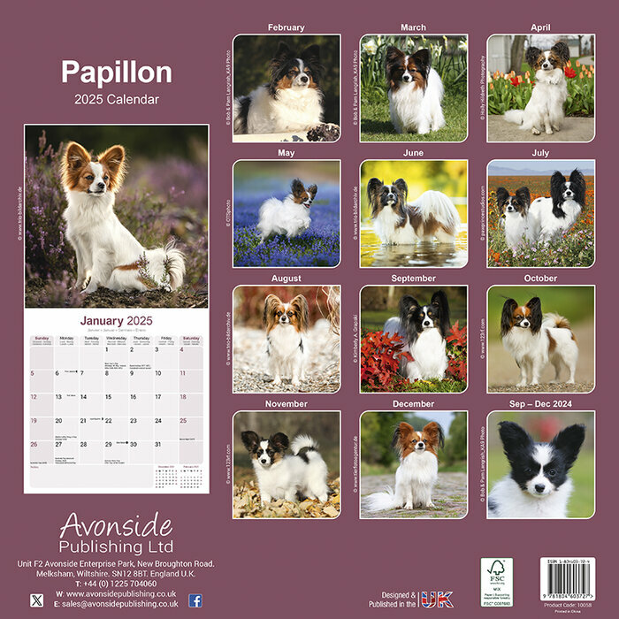 Calendrier Mural 2025 Epagneul Nain Continental