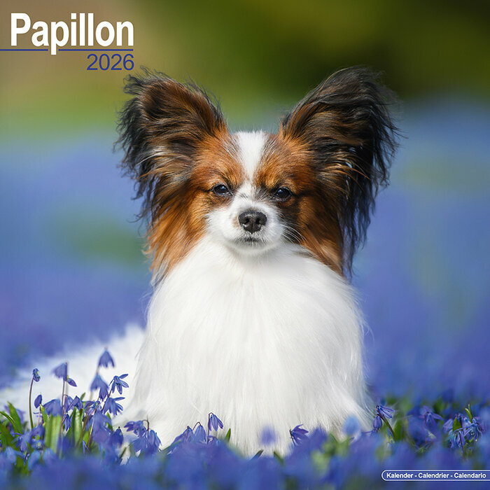 Calendrier Mural 2026 Epagneul Papillon