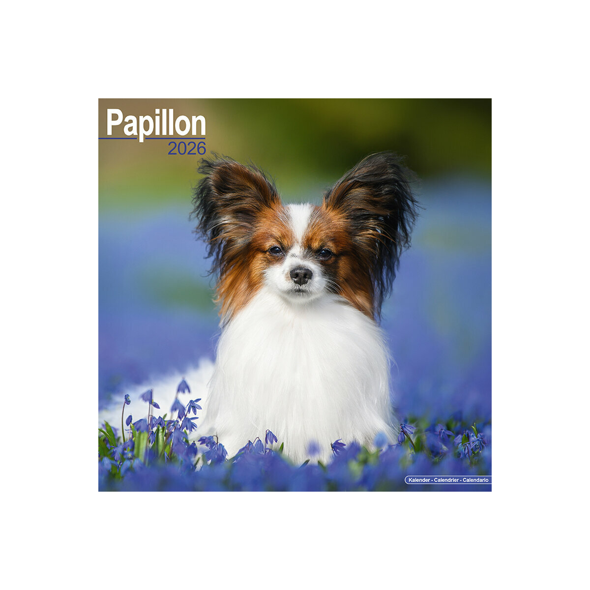 Calendrier Mural 2025 Chien de Race Epagneul Nain Continental Phalène