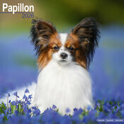 Calendrier Mural 2026 Epagneul Papillon