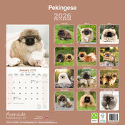 Calendrier 2025 Chien de Race Pkinois