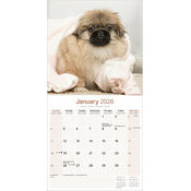 Calendrier Chiot Pekinois 2025