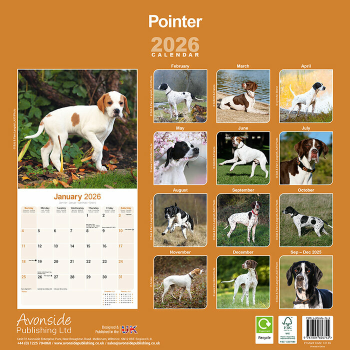 Calendrier mural Chien de Chasse Pointer 2026