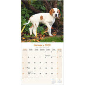 Calendrier Chiots 2025 Pointer