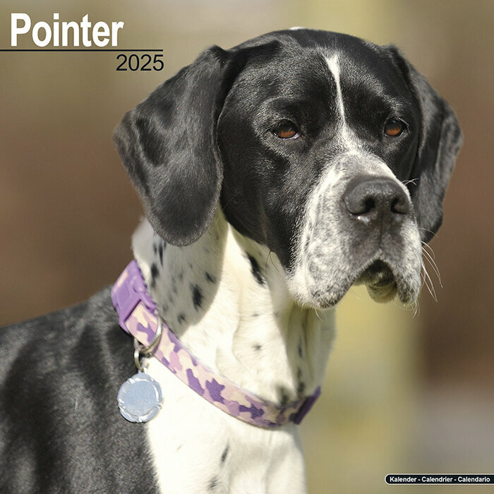 Calendrier Chien de Chasse Pointer 2025