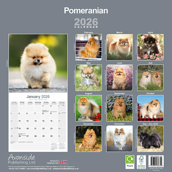 Calendrier Mural Spitz Nain 2026