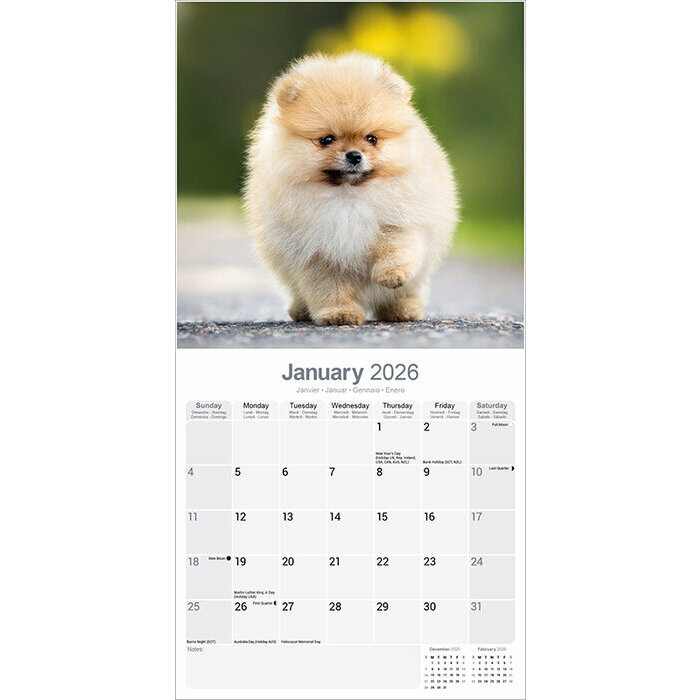 Calendrier papier Pomeranian Spitz Nain 2026