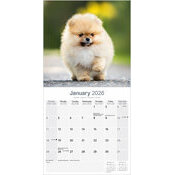 Calendrier papier Pomeranian Spitz Nain 2026